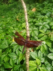 Neurothemis taiwanensis