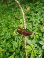 Neurothemis taiwanensis