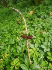 Neurothemis taiwanensis