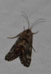 Acontiinae
