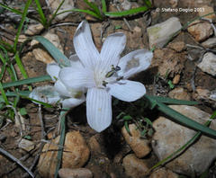 Colchicum tuviae