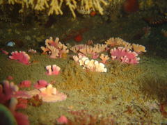 Stylaster nobilis