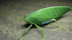 Zabalius ophthalmicus