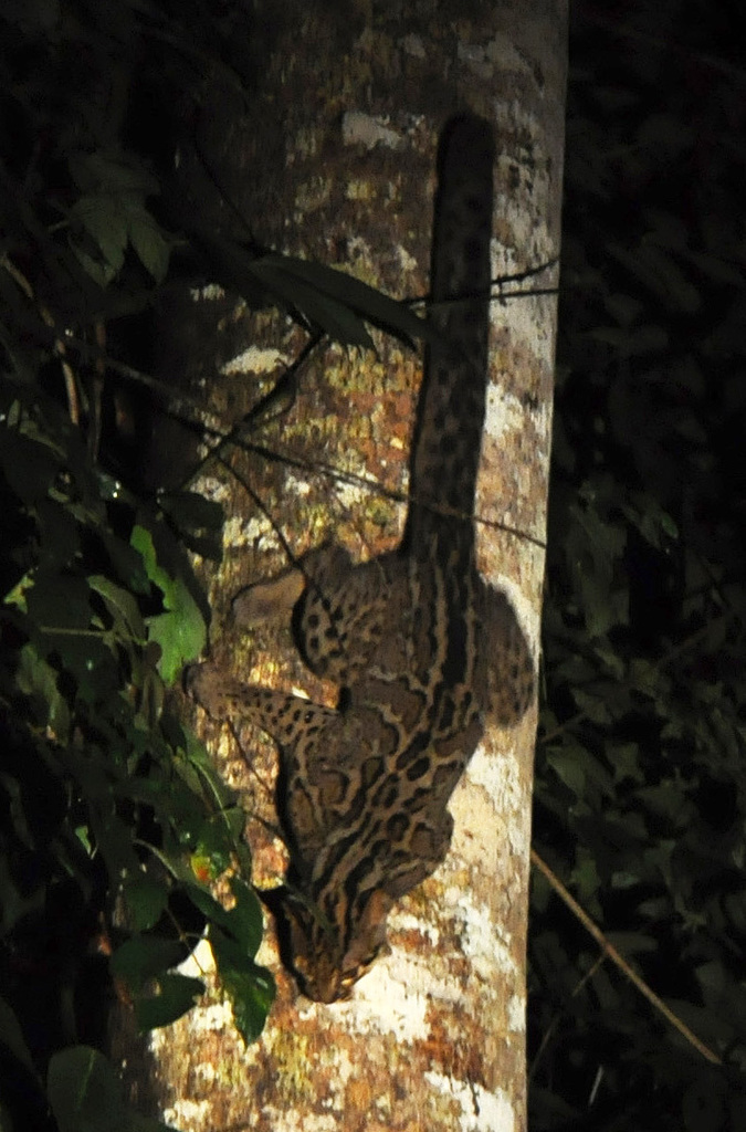 Marbled Cat