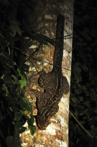 Marbled Cat