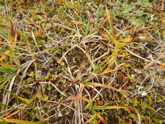 Carex bigelowii arctisibirica