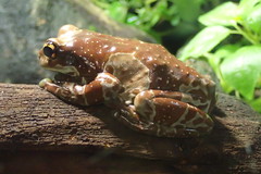 Trachycephalus resinifictrix