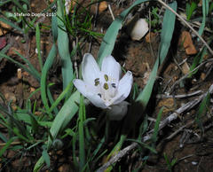 Colchicum tuviae