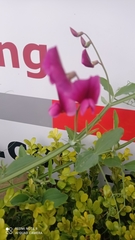 Lathyrus tingitanus