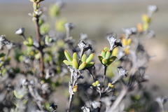 Drosanthemum asperulum