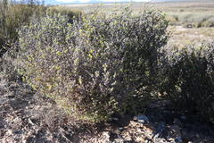 Drosanthemum asperulum