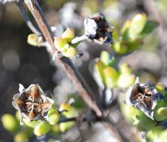 Drosanthemum asperulum