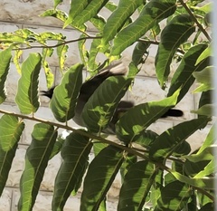 Pycnonotus xanthopygos