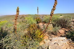 Aloe melanacantha