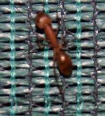 Camponotus cuneiscapus