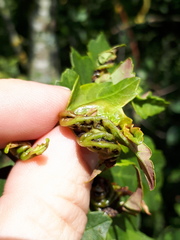 Dasineura irregularis