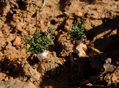 Trachyandra tortilis