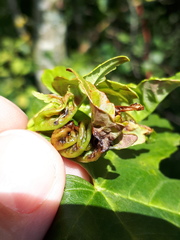 Dasineura irregularis