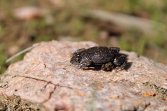 Pseudophryne bibronii