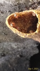 Tetragonula melanocephala