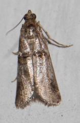 Hypargyria metalliferella