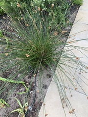 Hellmuthia membranacea