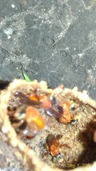 Tetragonula melanocephala