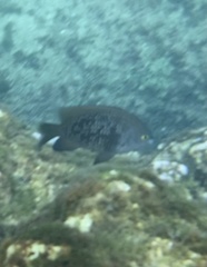 Plectroglyphidodon marginatus