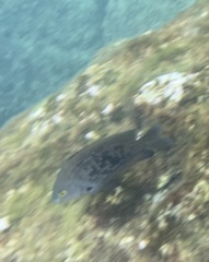 Plectroglyphidodon marginatus