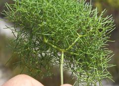 Nanobubon capillaceum
