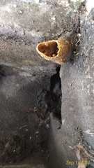 Tetragonula melanocephala