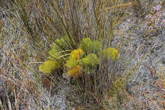 Nanobubon capillaceum