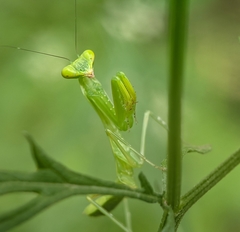 Hierodula tenuidentata