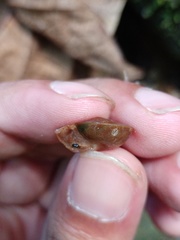 Dyakia clypeus