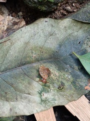 Dyakia clypeus