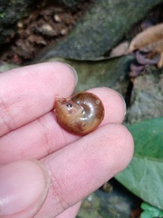 Dyakia clypeus