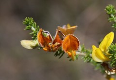 Aspalathus laricifolia