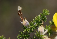 Aspalathus laricifolia
