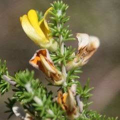 Aspalathus laricifolia