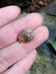 Dyakia clypeus