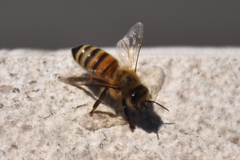 Apis mellifera