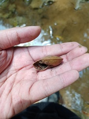 Dyakiidae