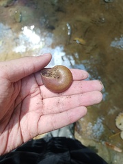 Dyakiidae