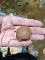 Dyakiidae