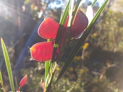 Acacia suaveolens