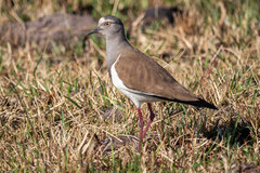 Vanellus melanopterus minor