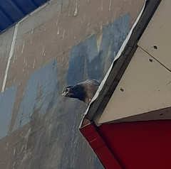 Acridotheres tristis