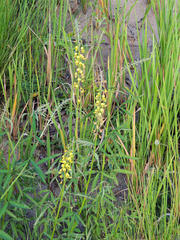 Crotalaria lanceolata lanceolata