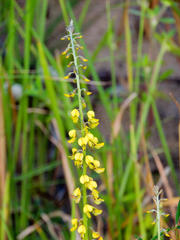 Crotalaria lanceolata lanceolata