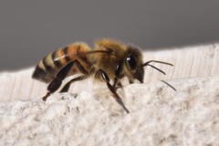 Apis mellifera